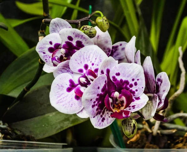 Exhibition Flowers Decorative Orchids — Stock Photo, Image