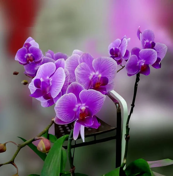 Exhibition Flowers Decorative Orchids — Stock Photo, Image