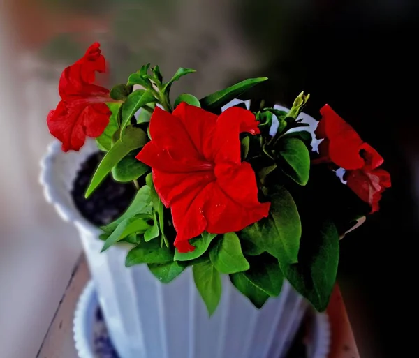 Decorative Flowers Red Petunia White Pot — Stock Photo, Image