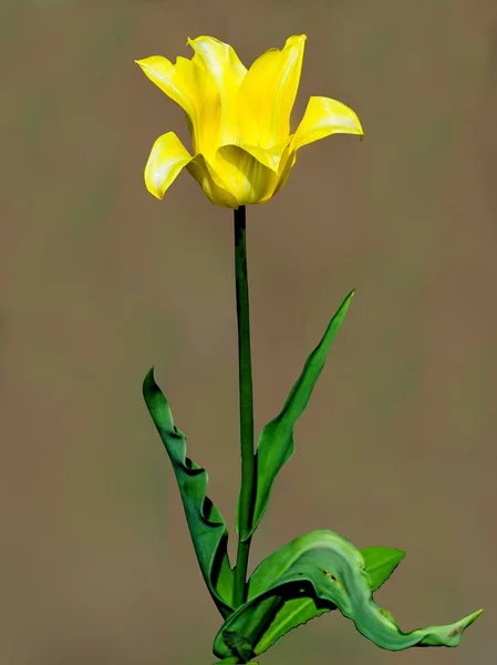 花の展示 孤独な黄色のチューリップ — ストック写真