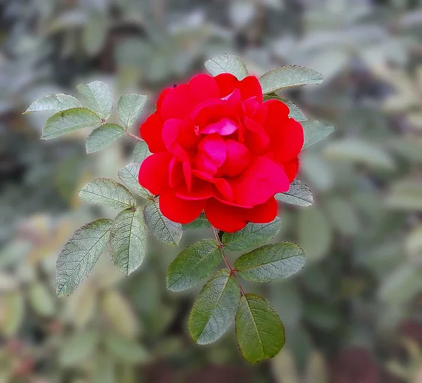 Jardim Botânico Rosa Vermelha Bonita — Fotografia de Stock