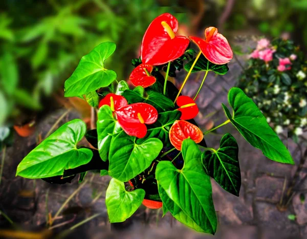 Decorative Room Flowers Red Cyclamen — Stock Photo, Image