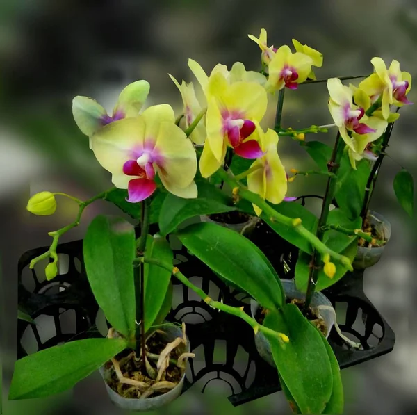 Garden Flowers Yellow Orchids Goldstaff — Stock Photo, Image