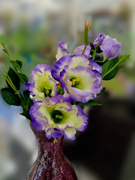 Jardim Botânico Flores Decorativas Eustoma — Fotografia de Stock