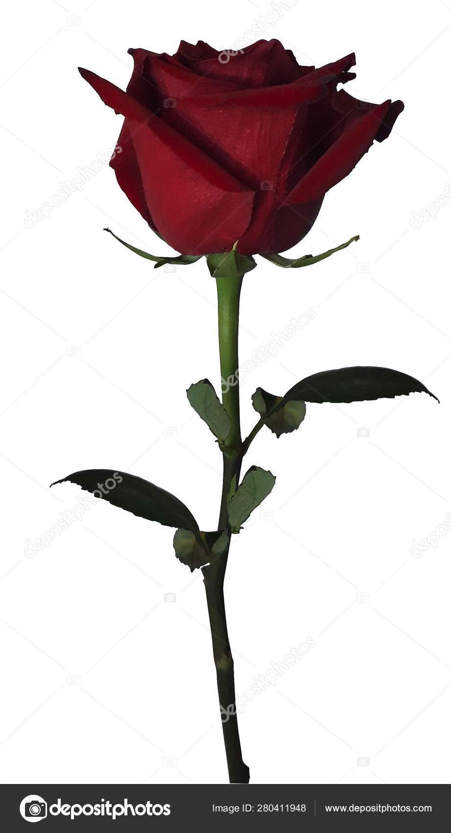 Single Red Rose Black And White Background