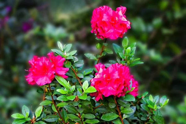 Flores Jardim Botânico Rododendro Vermelho — Fotografia de Stock