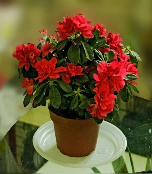 Room Flower Red Azalea Pot — Stock Photo, Image