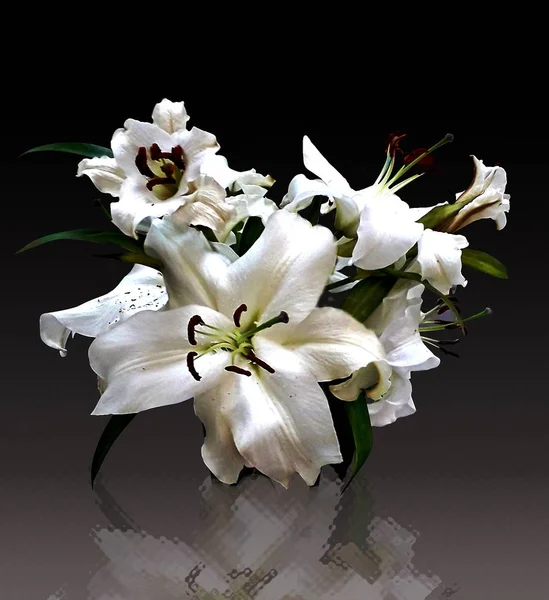 Flores Jardim Buquê Lírios Brancos — Fotografia de Stock