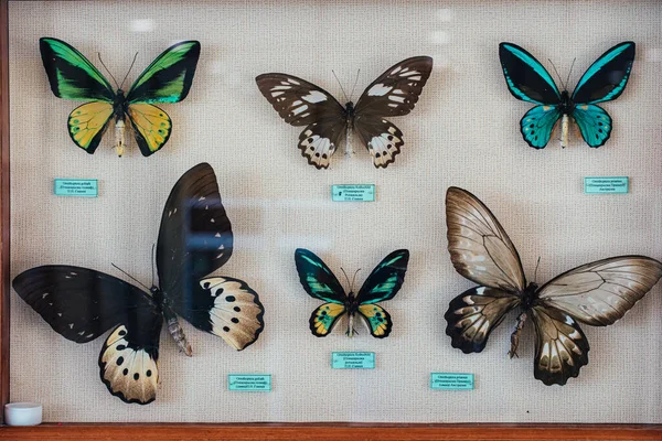 entomological collection. Collection of dried insects, butterflies under glass