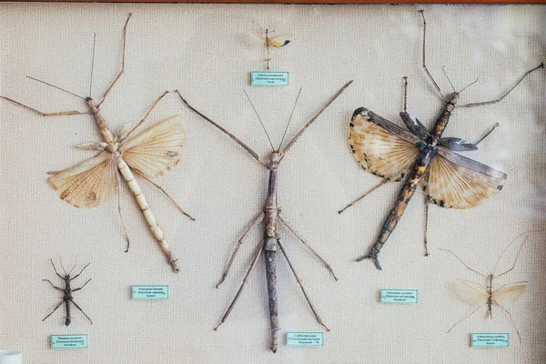 entomological collection. Collection of dried insects, butterflies under glass