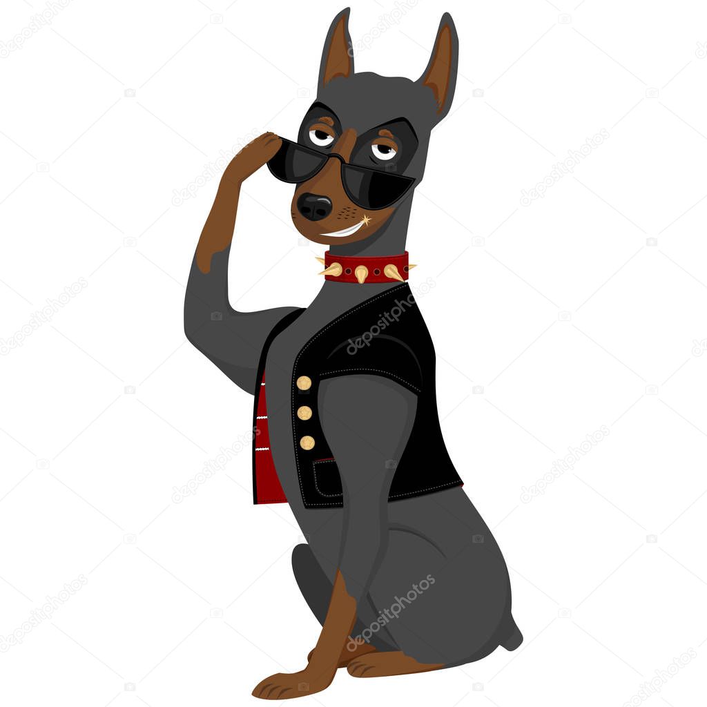 smiling brutal cool cartoon dog doberman dressed in leather jacket and sunglasses, isolated vector clipart