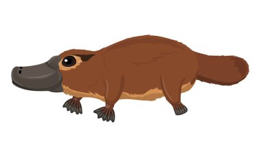 Avustralya kahverengi ornitorenk, ördek bill, profilde ayakta ornithorhyncus beyaz arka plan üzerinde vektörel clipart izole