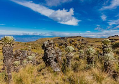 Paramo de Oceta Espeletia Frailejones Mongui Boyaca Kolombiya