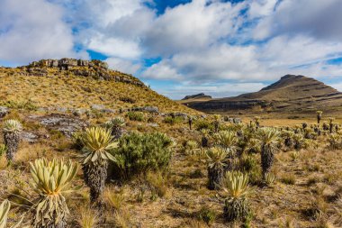 Paramo de Oceta Espeletia Frailejones Mongui Boyaca Kolombiya