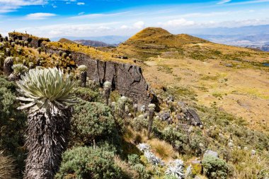 Paramo de Oceta Espeletia Frailejones Mongui Boyaca Kolombiya