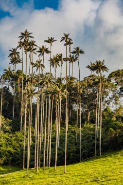 Valley Cocora Salento El Bosque de Las Palmas Quindio Kolombiya