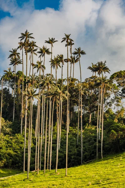 Valley Cocora Salento El Bosque de Las Palmas Quindio Colombia — Stockfoto