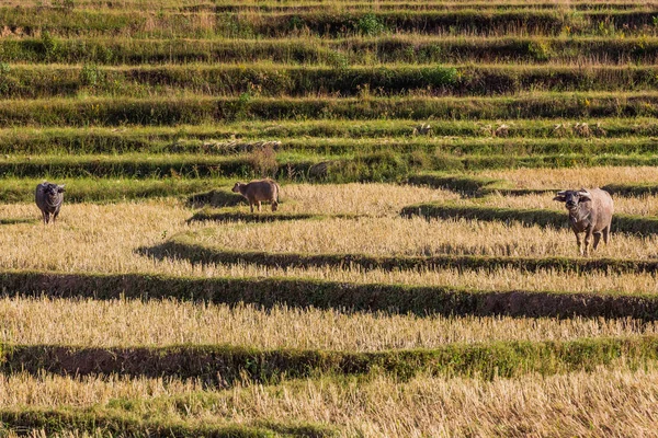 Campos ajardinados Shan estado Myanmar — Foto de Stock