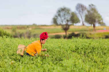 kırmızı biber Kalaw Shan devlet Myanmar