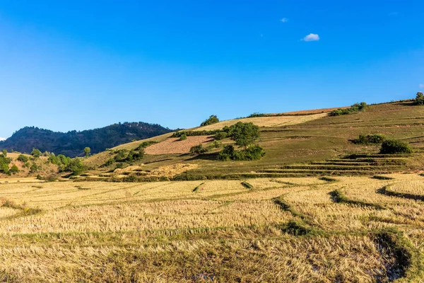 Χωράφια διαμορφωμένα πολιτεία Shan Myanmar — Φωτογραφία Αρχείου