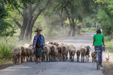 burmesse shepperd Monywa Myanmar