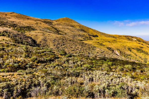 Paramo de Oceta Espeletia Frailejones Mongui Boyaca Colombia – stockfoto