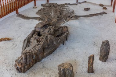 Müze Del Fosil dinozor fosil müzesi Villa de Leyva Boyaca Col