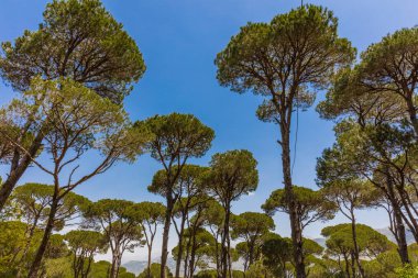 Jezzine Güney Lübnan çam ağaçları orman