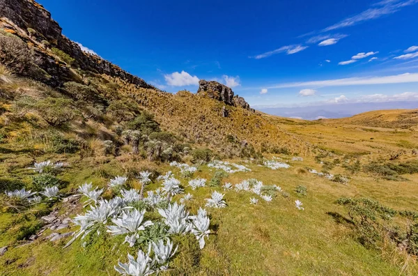 Paramo de Oceta Espeletia Frailejones Mongui Boyaca Colômbia Imagem De Stock