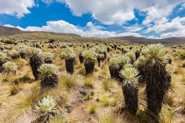 Paramo de Oceta Espeletia Frailejones Mongui Boyaca Kolombiya