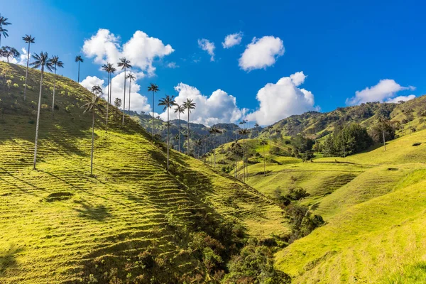 Bosque De Palma De Cera La Samaria San Felix Salamina Caldas Col — стокове фото