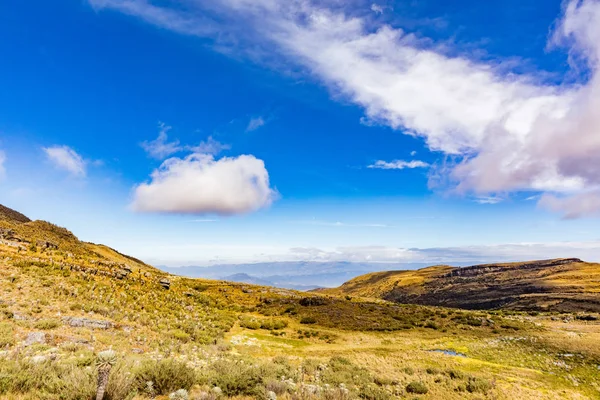 Paramo de Oceta Espeletia Frailejones Mongui Boyaca Colombia — Foto Stock