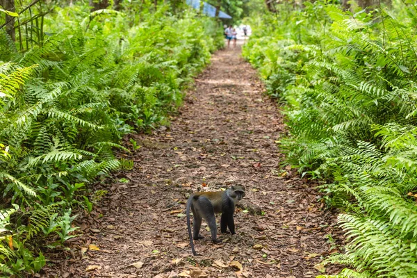 Blue Sykes Monkey Jozani Unguja Zanzibar wyspa Tanzania Afryka Wschodnia — Zdjęcie stockowe