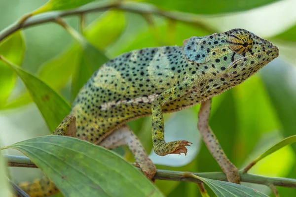 Camaleón Unguja Isla de Zanzíbar Tanzania África Oriental — Foto de Stock