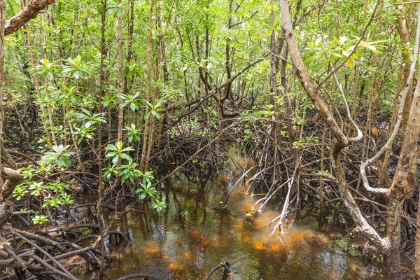 Mangrove Jozani forest Unguja Zanzibar Island Tanzania East Africa — Stock Photo, Image