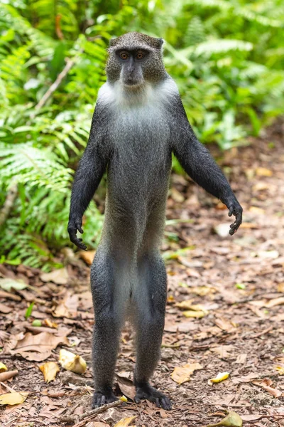 Blå Sykes Monkey Jozani Unguja Zanzibar Island Tanzania Östafrika Royaltyfria Stockfoton