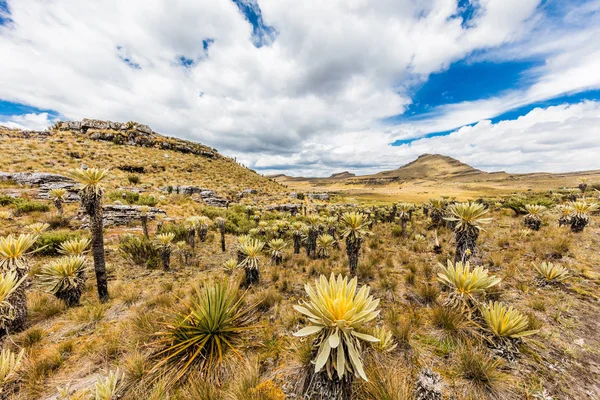 Paramo de Oceta Espeletia Frailejones Mongui Boyaca Colombia — Stock Photo, Image