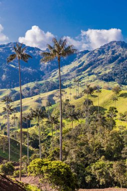Bosque De Palma De Cera La Samaria San Felix Salamina Caldas Col