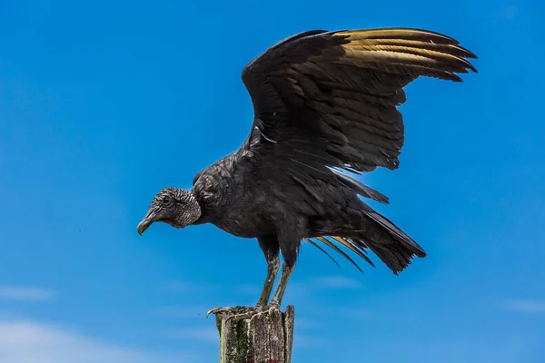 Young andean blak condor Villa de Leyva Boyaca Colombia — Stock Photo, Image