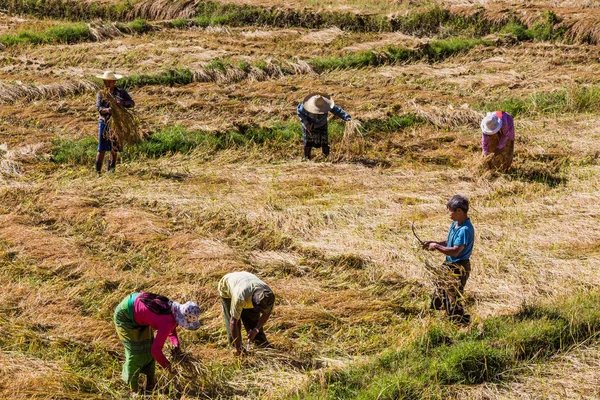 田園風景｜シャン州Myanmar ロイヤリティフリーのストック画像