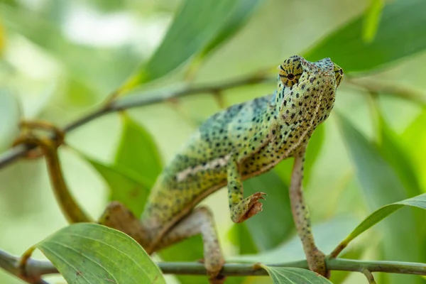 Camaleón Unguja Isla de Zanzíbar Tanzania África Oriental — Foto de Stock