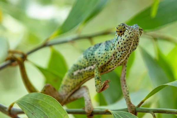 Chameleon Unguja Isola di Zanzibar Tanzania Africa orientale Foto Stock