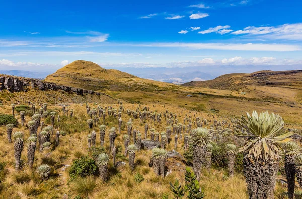 Paramo de Oceta Espeletia Frailejones Mongui Boyaca Kolombiya