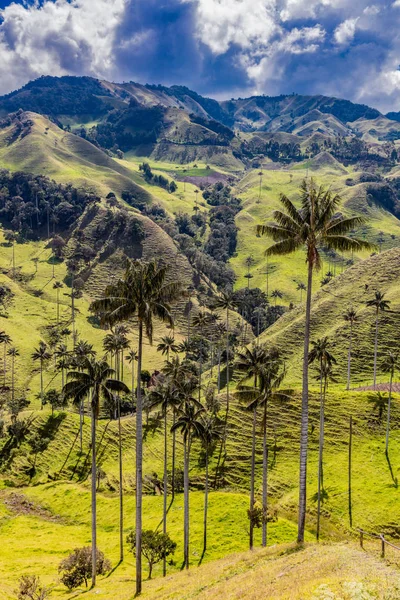 Bosque De Palma De Cera La Samaria San Felix Salamina Caldas Col — Stock Photo, Image