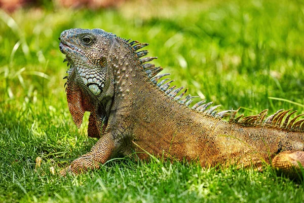 Parque Seminario jugando iguanas Guayaquil Ecuador hito — Foto de Stock