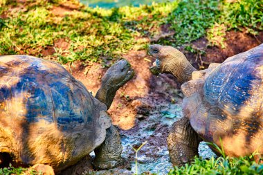 Dev kaplumbağa Santa Cruz Adası Galapagos Ekvador