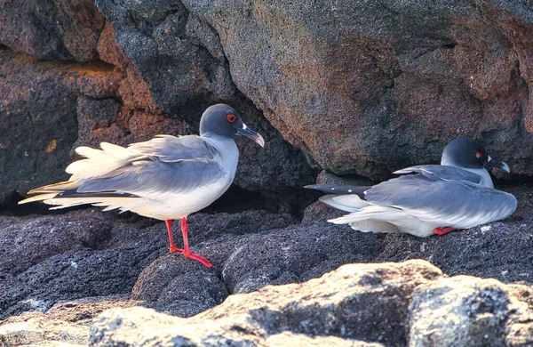 Swallow tailed gull Creagrus furcatus north seymour island Galapagos Ecuador — Stock Photo, Image