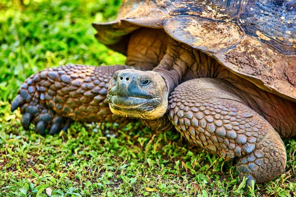 Jättestor sköldpadda Santa cruz ön Galapagos Ecuador — Stockfoto