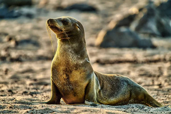 Παραλία με θαλάσσια λιοντάρια Galapagos Ecuador — Φωτογραφία Αρχείου