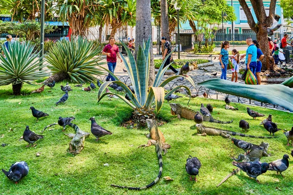 Seminario Park playing iguanas Guayaquil Ecuador landmark — Stock Photo, Image